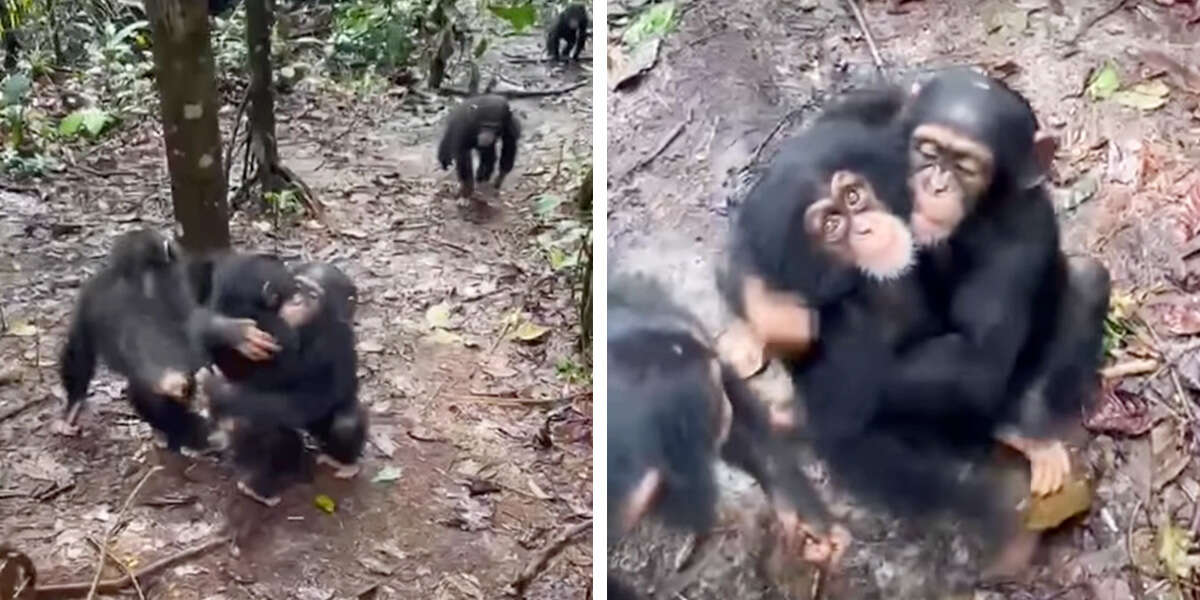 Rescued Chimps Take Turns Hugging The Newest Orphan To Join Their Family - The Dodo