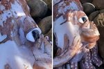 Scientists were surprised by a giant squid with eyes the size of a 