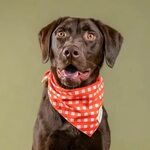 Bring some summer vibes to your doggie with these stylish bandanas from @th...
