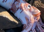 Giant &apos;kraken&apos; carcass washes ashore on South African beach xklsv...