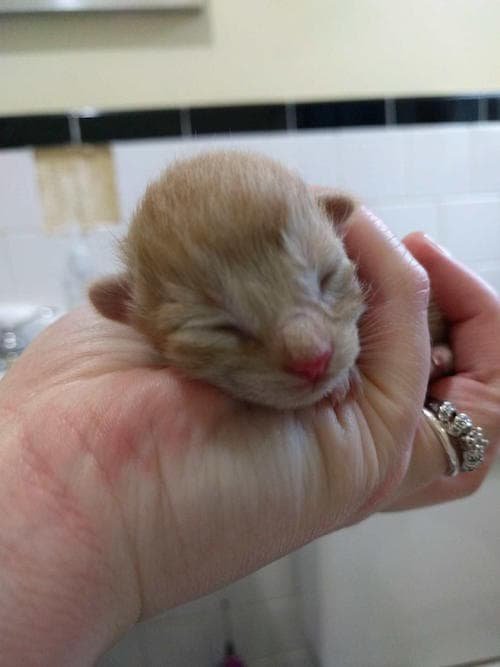 Bobtail Calico Cat Gives Birth To Very Special Litter Of Kittens 4