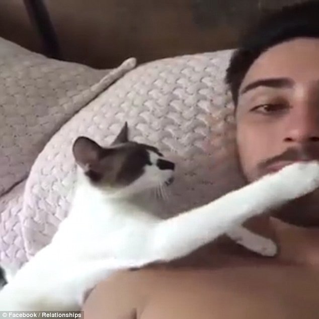 Needy: In the video the attention-seeking cat paws at its owner&rsquo;s face so that he&rsquo;ll turn around to face it 