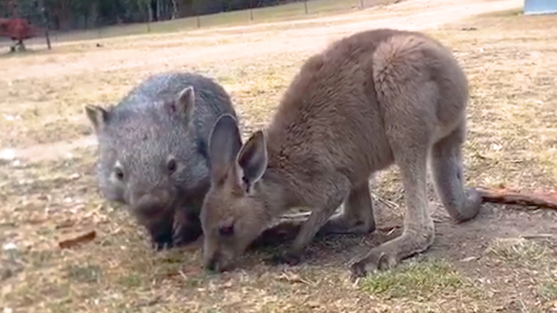 Baby Wombat And Baby Kangaroo Are Obsessed With Each Other - Videos - The  Dodo