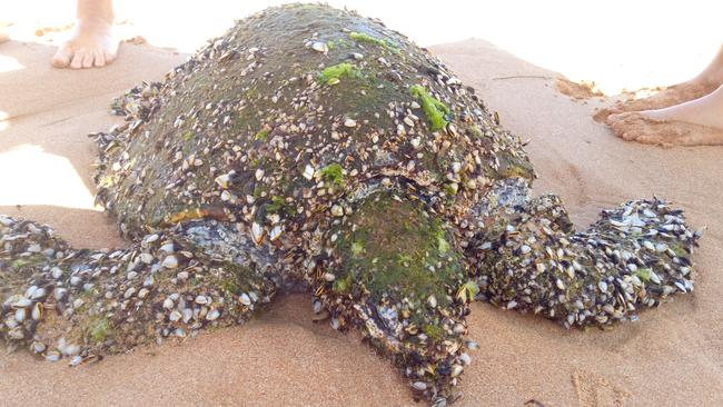 How do sea turtles get barnacles, Do Barnacles Hurt Turtles? (9 Important  Facts)