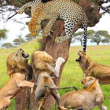 LION VS LEOPARD - Amazing Lion Tries Stealing Food from Leopard | LION VS LEOPARD - Amazing Lion Tries Stealing Food from Leopard | By TOP AnimalFacebook