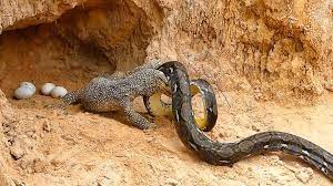 Komodo Dragon vs Python Attack | Most Amazing Wild Animal Attack | By DiscoverLifeFacebook