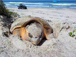 The Loggerhead Sea Turtle - Padre Island National Seashore (U.S. National  Park Service)