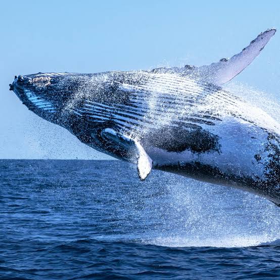 Scientists Are Learning How to Talk to Aliens From Whales