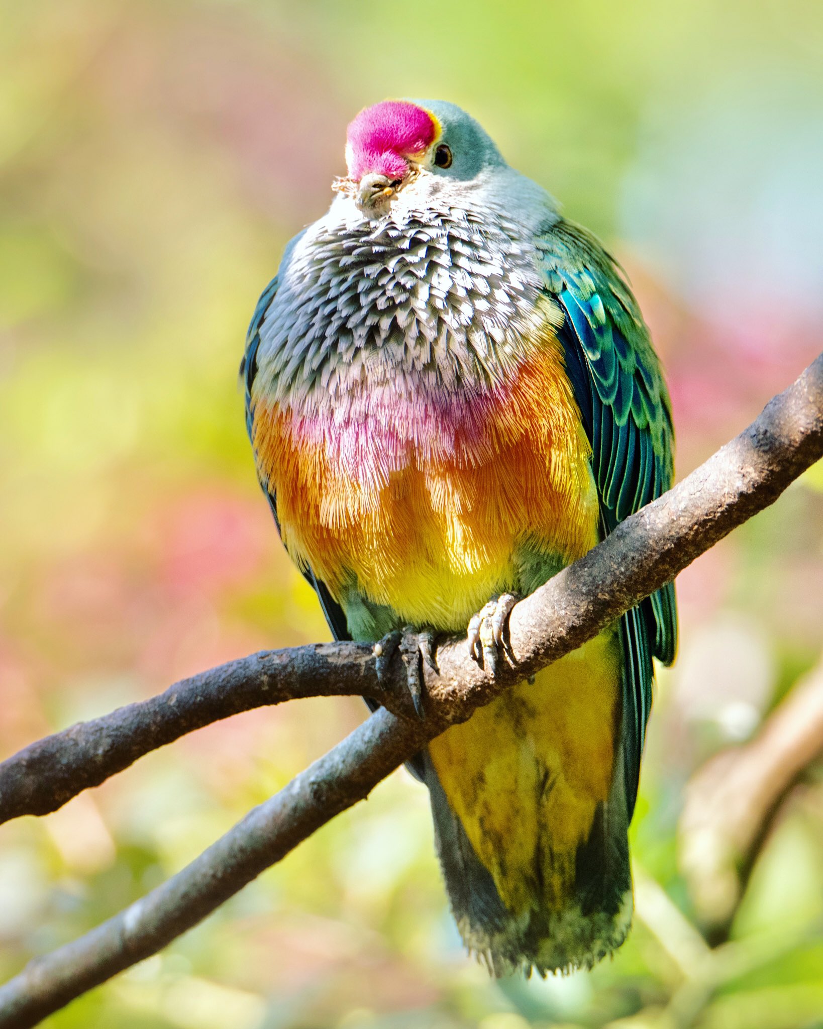 Australia Zoo on X: "Our beautiful rose-crowned fruit doves celebrate  everyday like it's Christmas with their festive feathers. We hope you feel  like royalty this holiday season, celebrating with everyone you love!