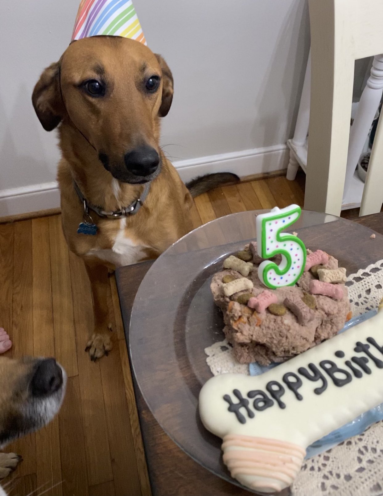 Hudson on X: "It's my birthday! Happy 5th birthday to me. 🍰🎂🦴💩  #DogsofTwittter https://t.co/FmAZTTpFED" / X