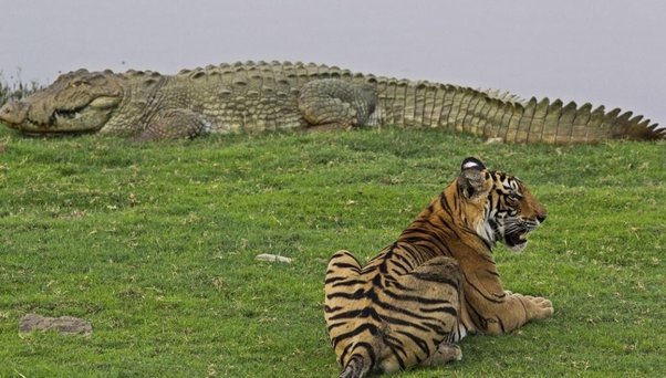 How often do tigers predate on crocodiles? - Quora