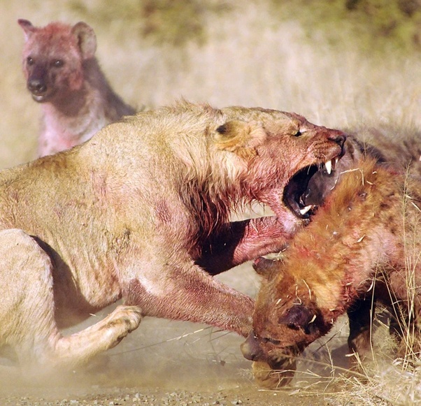 Do hyenas protect each other during a lion attack? - Quora