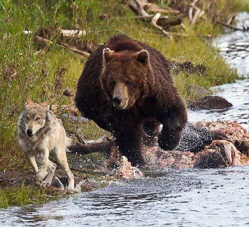 What is the relationship between grizzly bears and wolves in the wild? Do they ever fight each other for food, territory, or mates? If so, how often does this happen? - Quora