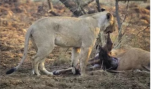 Would a predator avoid killing a baby animal because it found it cute? - Quora