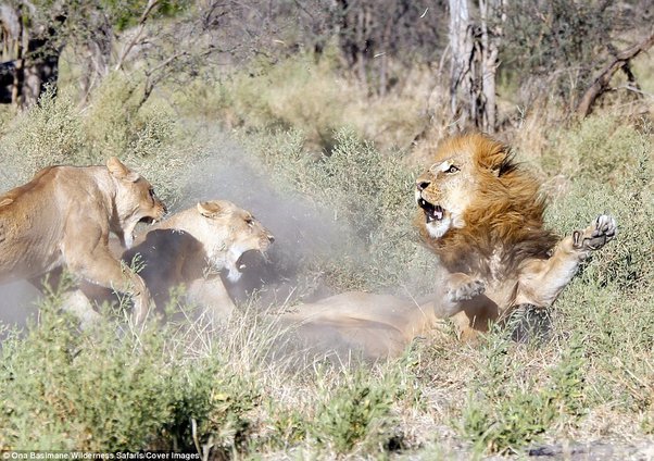 Why do male lions kill the cubs? - Quora