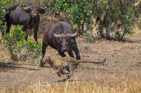 Buffalo Vs Leopard The Big Animal Vs The Crule Animal Can, 43% OFF