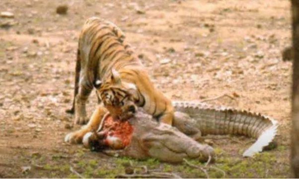 Do tigers hurt crocodiles? - Quora