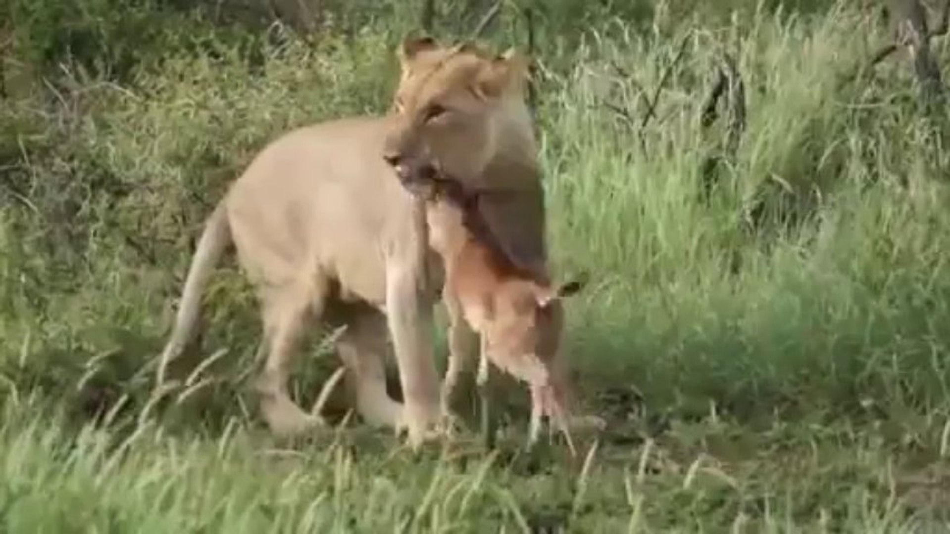 Lioness Saves Baby Gnu Video - video Dailymotion