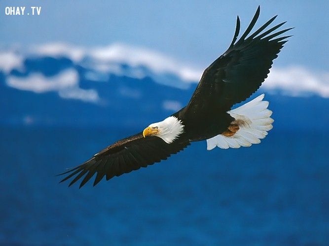 The 7 immutable life principles of the eagle