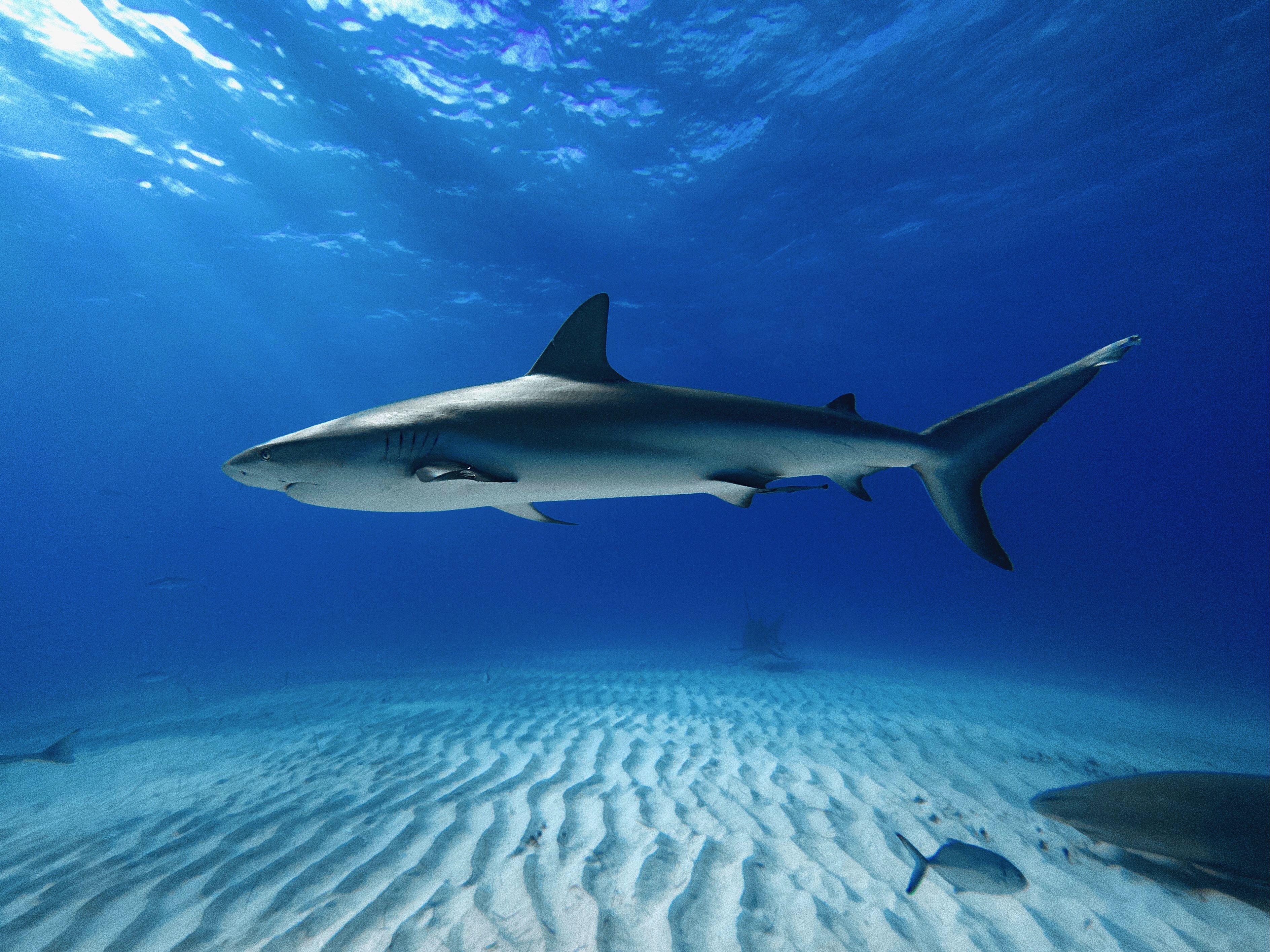 Caribbean reef shark - Wikipedia