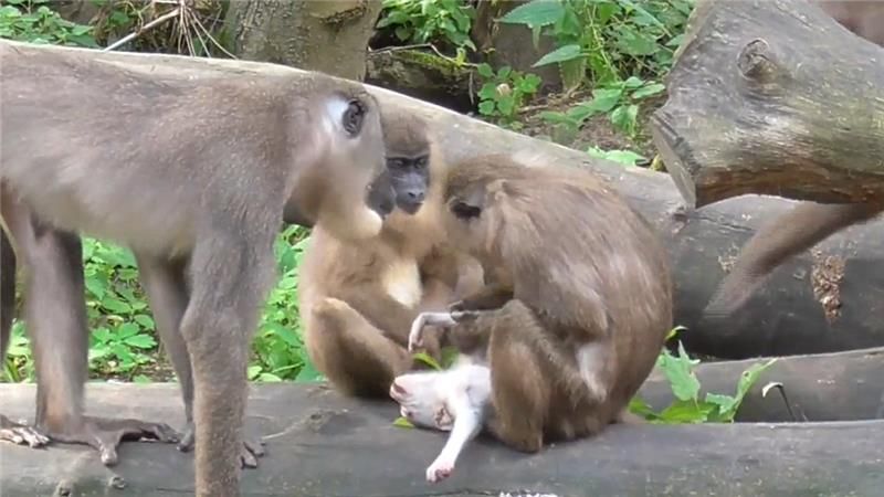 Monkey In Zoo Eats Baby's Corpse In Rare Example Of Primate Cannibalism |  IFLScience