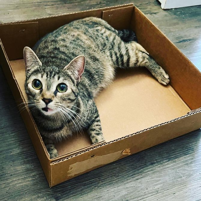 tabby kitten cat box