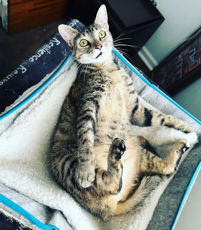 tabby cat hammock