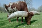 Ватусси: Почему у африканских коров гигантские рога 2,5 метра и весом до 40 кг? 