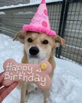 PawsPetPad в Instagram: &quot;Today we are celebrating Nora’s 2nd Birthday!...