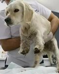 A un perro angustiado le cortaron brutalmente las patas delanteras tras ser...