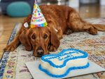 Dog Birthday Cakes and Resources in Salt Lake City - Dog Friendly SLC 