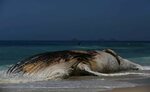 Record-Breaking Giant Sea Creature Found Stranded on US Coastline 