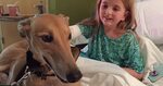 Finn, a retired racing greyhound, helps sick children and their families fe...