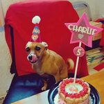 Yummy Pets on Instagram: &quot;☎ ️Mazatlán 6691000-007 ☎ Tijuana 6641941-97...