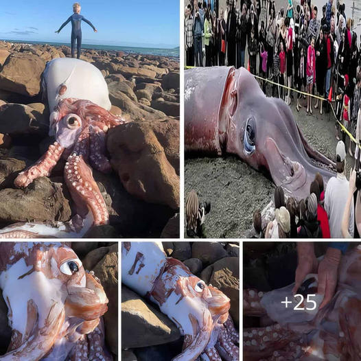 A rare giant squid with a fist-sized beak and enormous eye, which normally roams 3,000 feet below the ocean's surface, appears in Cape Town.
