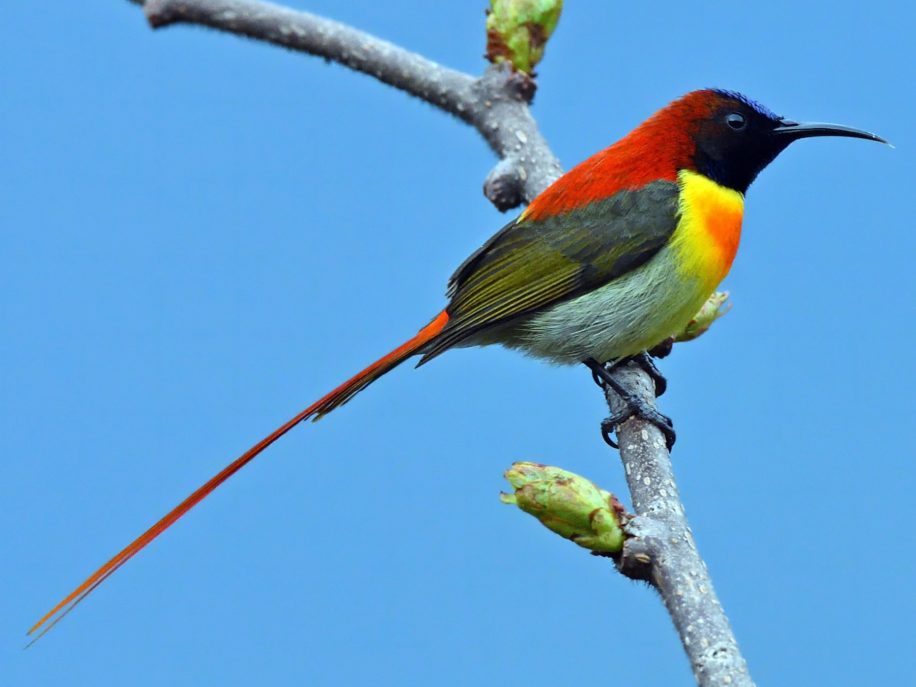 Fire-tailed Sunbird - eBird