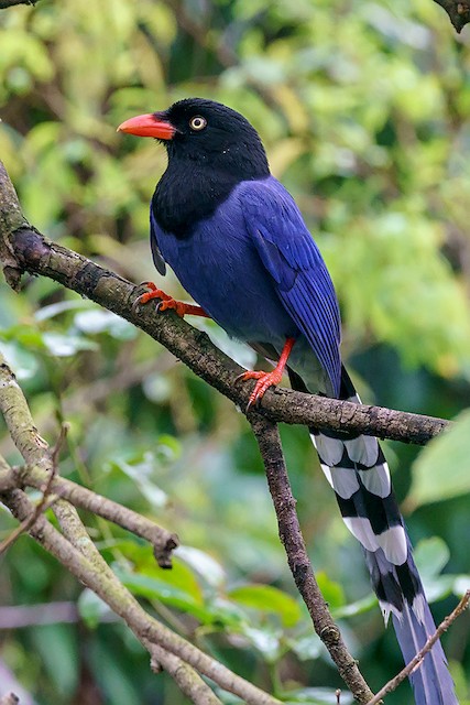 Photos - Taiwan Blue-Magpie - Urocissa caerulea - Birds of the World