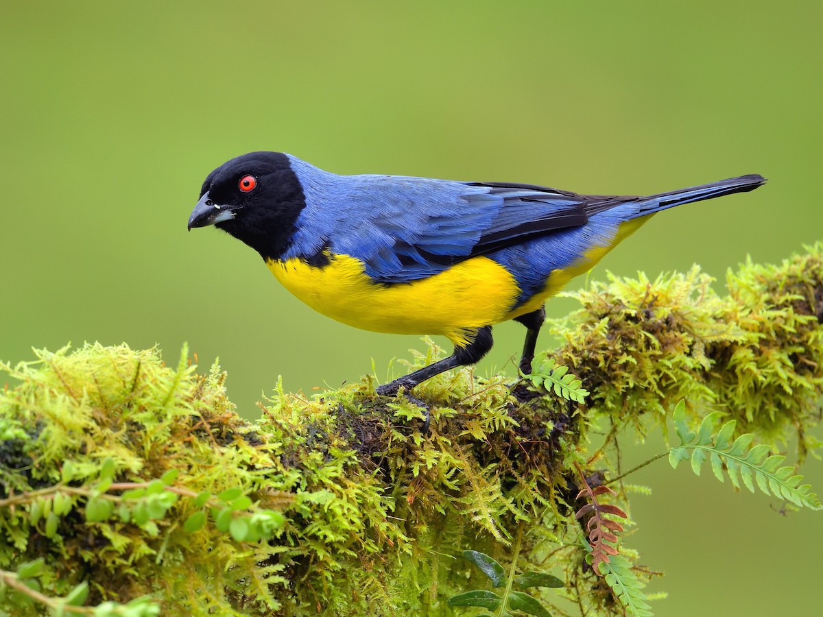 Hooded Mountain Tanager - eBird