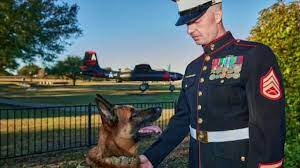 Retired Marine dog awarded animal version of the Victoria Cross for  'outstanding act of bravery' | Fox News