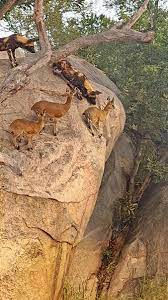 Wild Dogs Hunt on Edge of Cliff!! | Will these antelopes, and their hooves,  keep their cool? This is the moment wild dogs try to hunt down  klipspringers that were cornered at