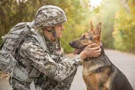 10 Military Dog Breeds: Pictures, Info & History – Dogster