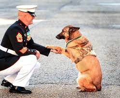 Camp Pendleton war dog loses leg in bomb blast, gets highest military honor  – Orange County Register