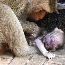 R.I.P for Young Female Monkey Deliver with Baby Passed Away, She Is Now  Strongly Upset | baby, monkey | R.I.P for Young Female Monkey Deliver with  Baby Passed Away, She Is Now