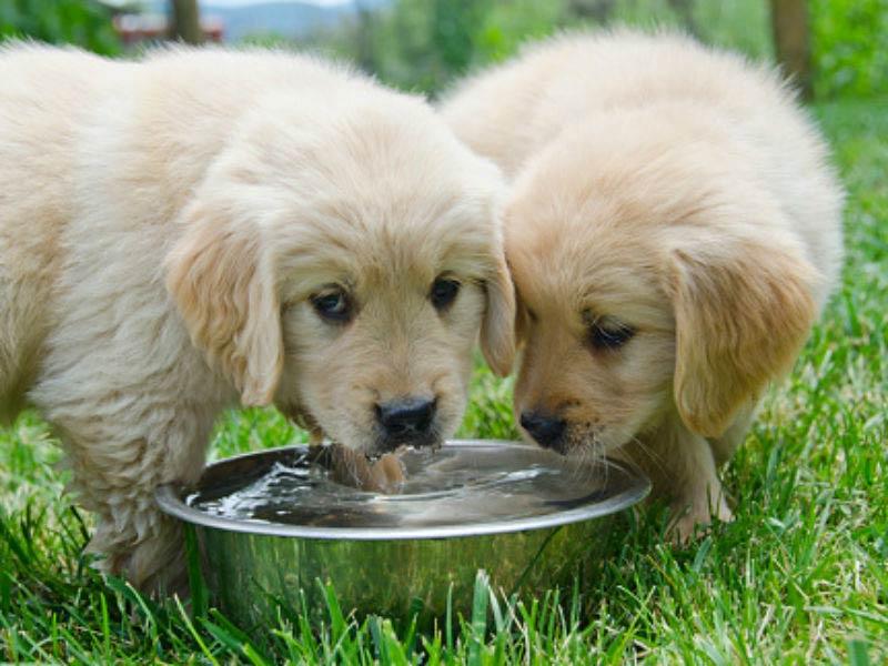 Is Your Puppy Drinking Enough Water? 