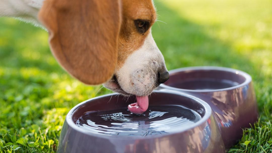 Why Is My Dog Drinking So Much Water? 6 Reason Why 