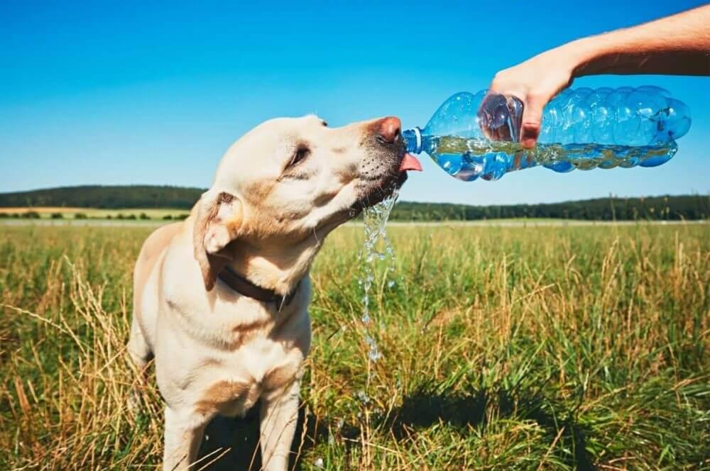 Thirsty Dogs: Why Is My Dog Drinking So Much Water?