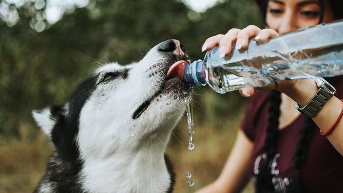 How Much Water Should a Dog Drink in a Day to Stay Healthy? - GoodRx