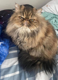 persian in Cats & Kittens for Rehoming in Ontario - Kijiji Canada