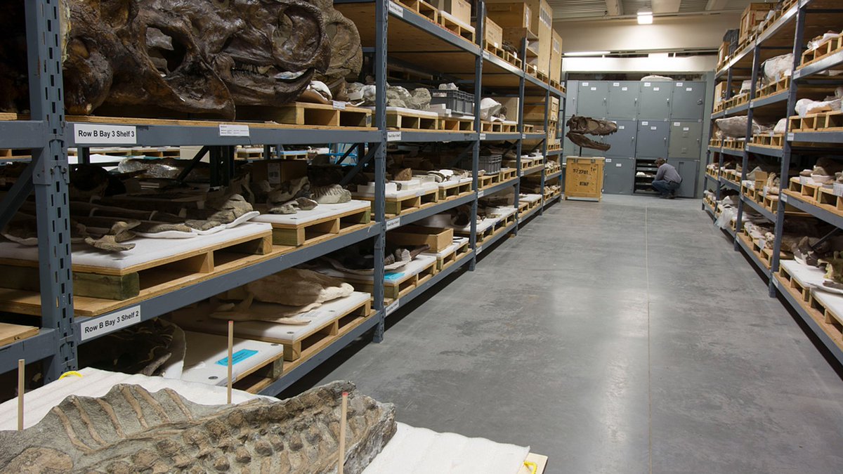 Royal Tyrrell Museum of Palaeontology on X: "A: From Dr. François Therrien,  "It depends what our research goals are. I don't intentionally go looking  through collections for something new, but sometimes we