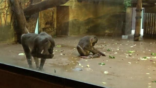 Zoo monkey eats her baby's corpse after carrying it around for days
